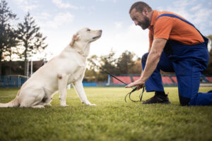 Man training his dog