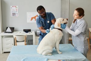 Veterinary Assistant