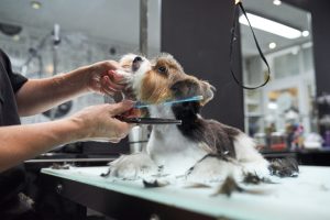 Person giving haircut for obedient Yorkshire Terrier with scissors and comb during workday in modern grooming salon