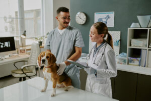 Veterinarians Treating Dog in Modern Clinic Room