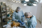 Doctors sterilize the dog. The dog lies on the table under anesthesia