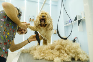 An adorable Cockapoo dog being groomed at a pet grooming salon