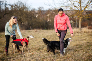 Two women walking dogs and practicing obedience training and dog agility outdoors