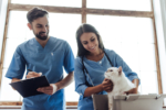 Veterinarian and his assistant at vet clinic are examining cute white cat.