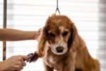 Dog being groomed