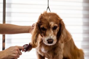 Dog being groomed